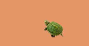 small green turtle on an orange Juiced Rite color background