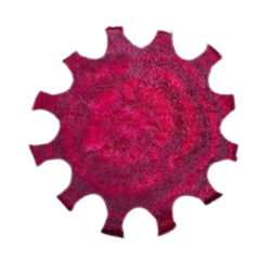 Photo of beet shaped like a cog